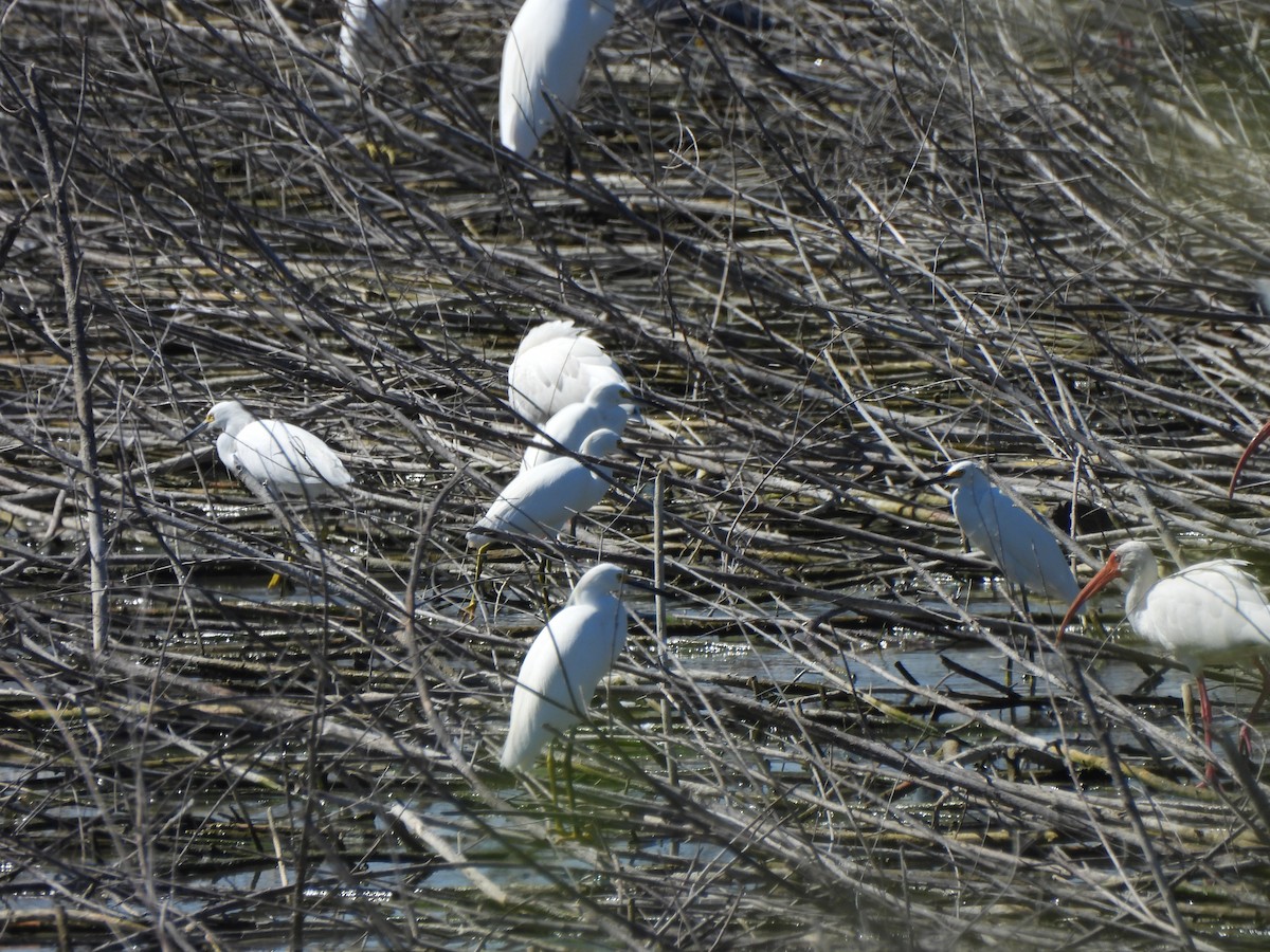 Snowy Egret - ML647059018