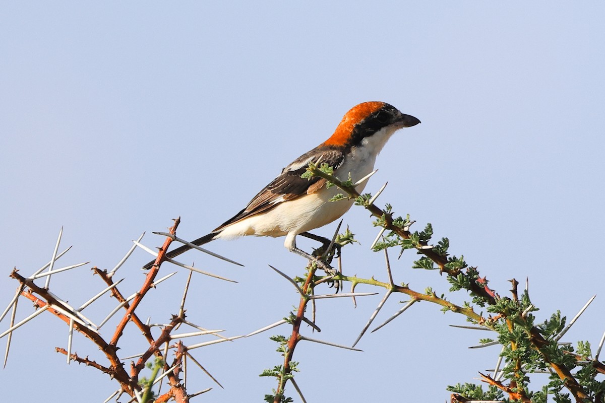 Woodchat Shrike - ML647059020