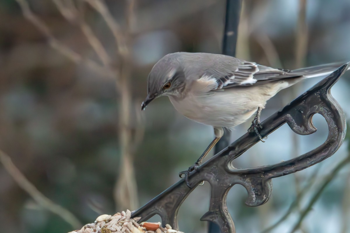 Northern Mockingbird - ML647059021