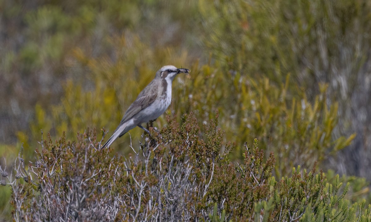 Tawny-crowned Honeyeater - ML647059023