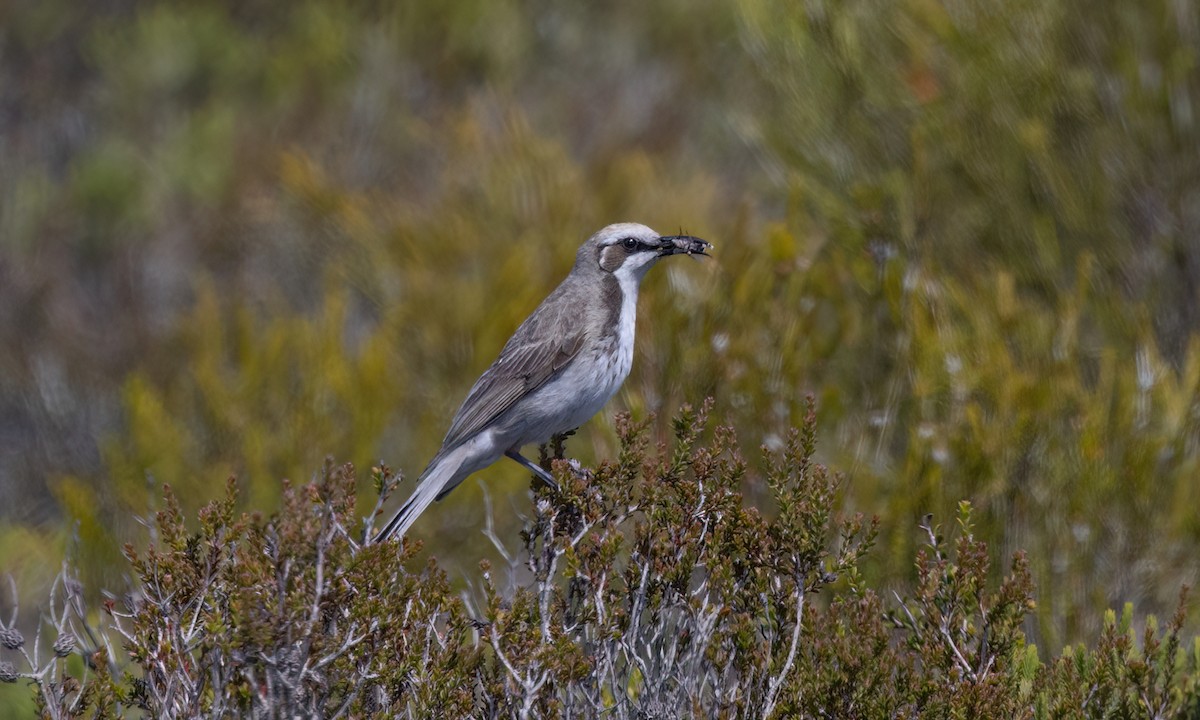 Tawny-crowned Honeyeater - ML647059024