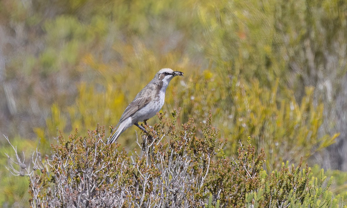 Tawny-crowned Honeyeater - ML647059025