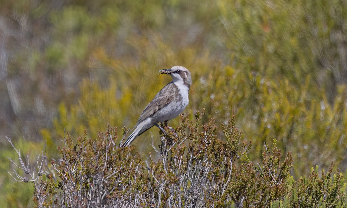 Tawny-crowned Honeyeater - ML647059026