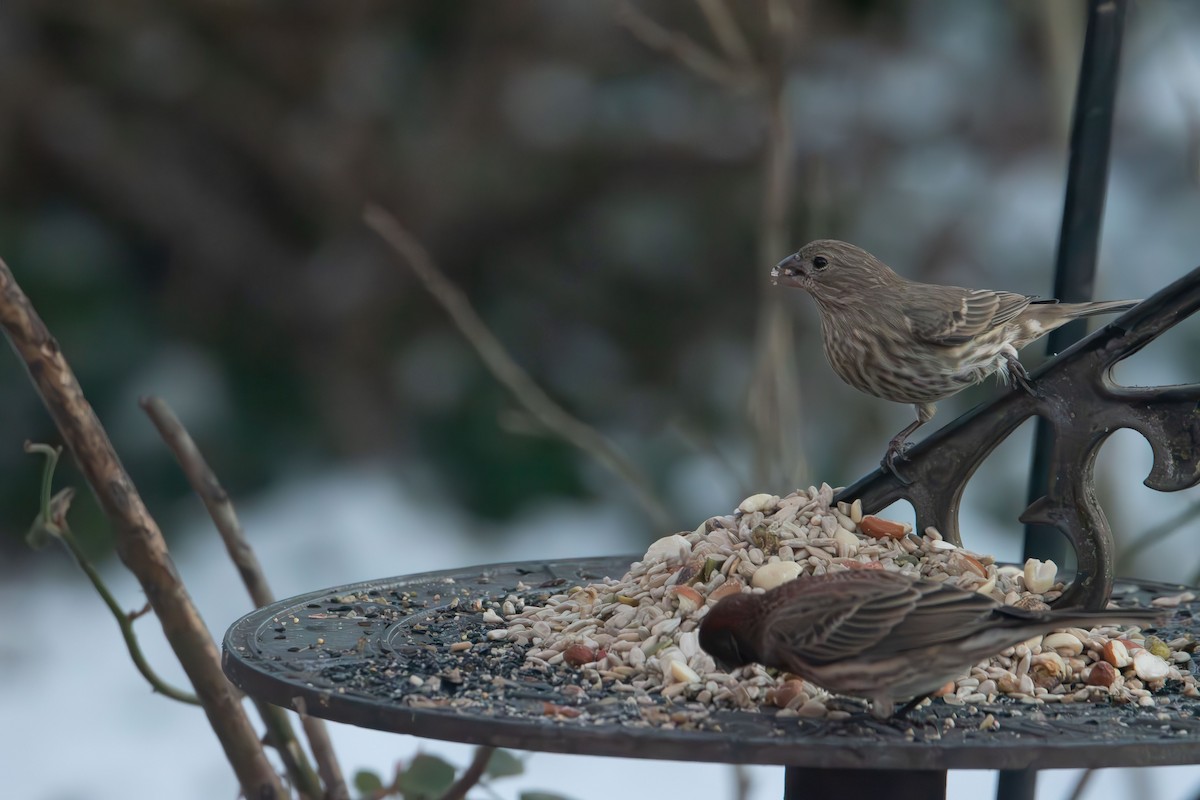 House Finch - ML647059027