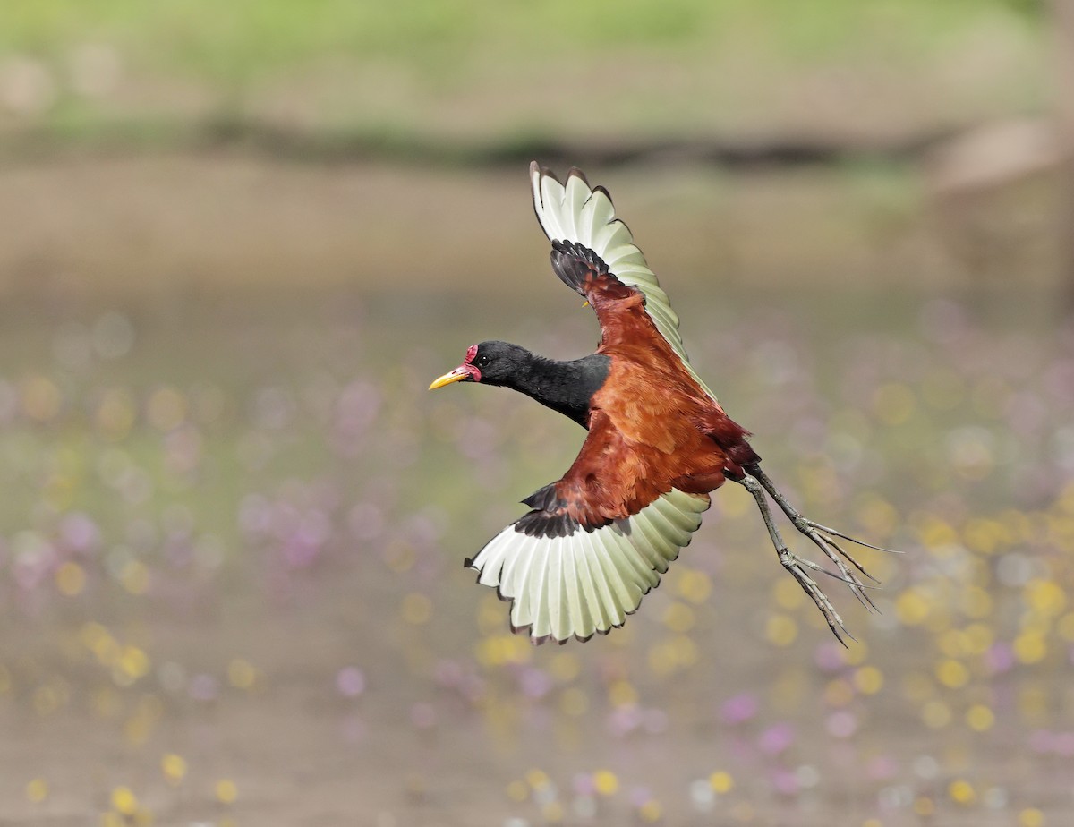 Wattled Jacana - ML647059028