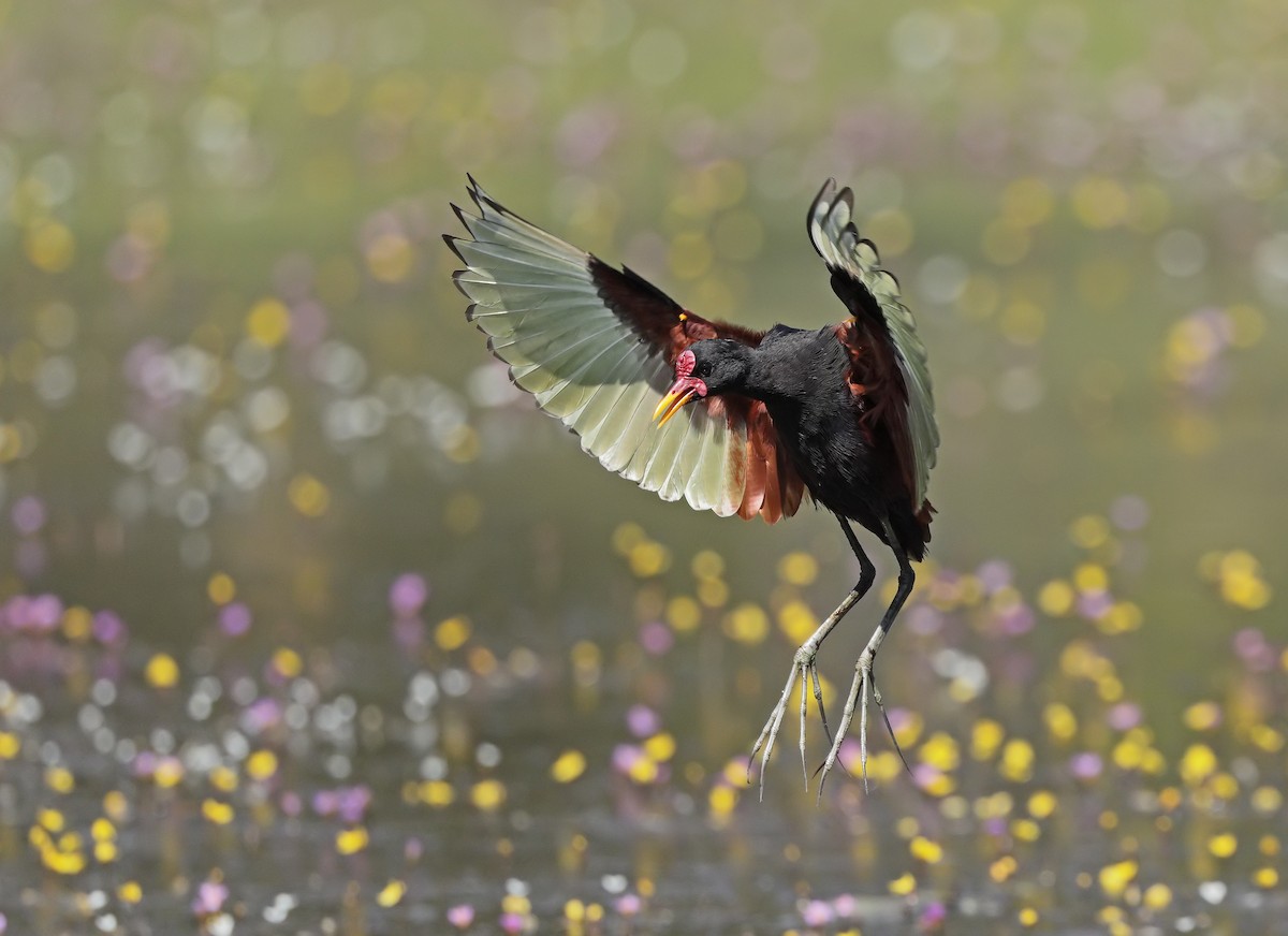 Wattled Jacana - ML647059029