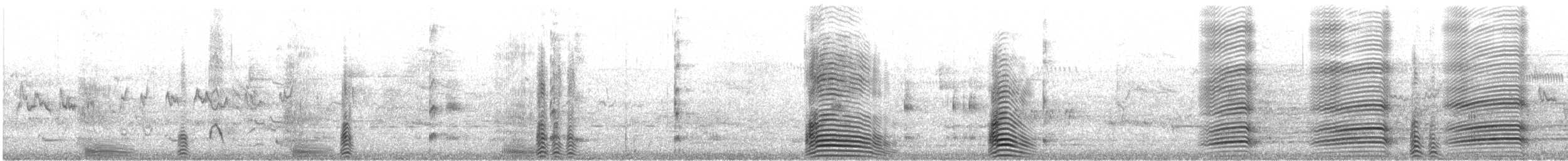 Casarca australiana - ML647059030