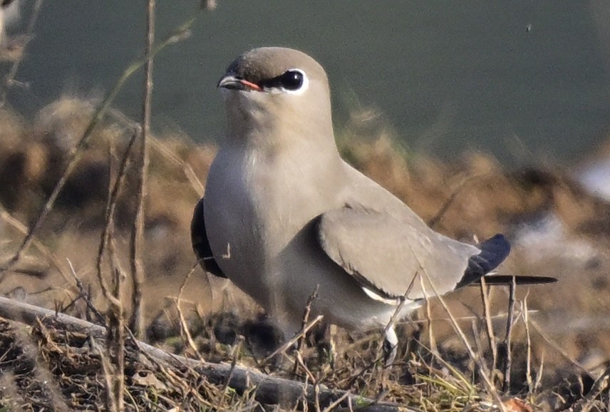 Small Pratincole - ML647059031