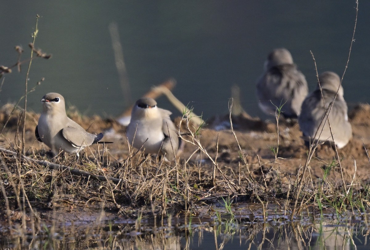 Small Pratincole - ML647059032