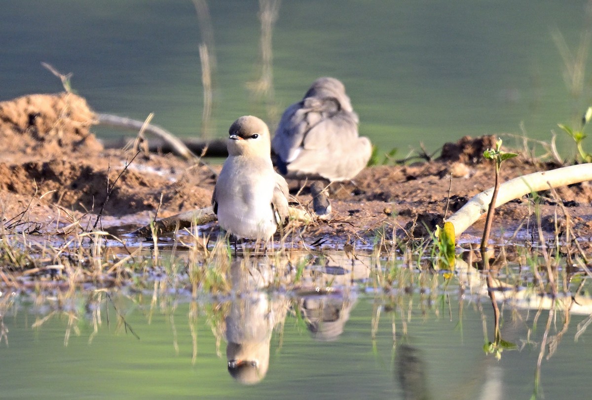 Small Pratincole - ML647059033