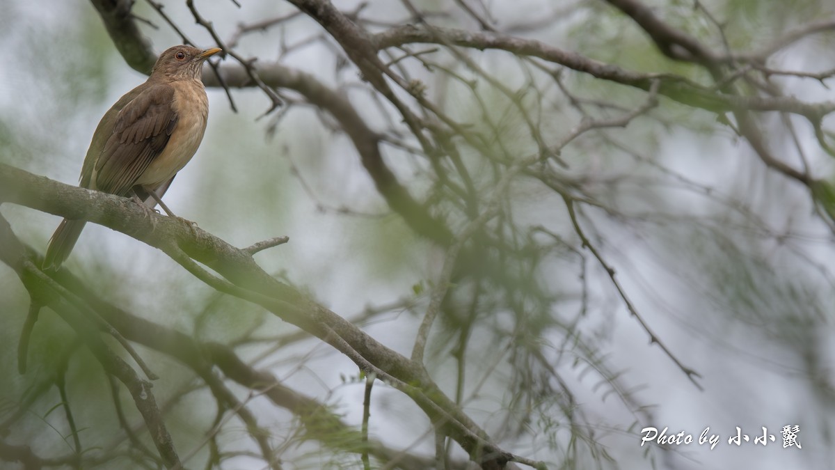 Clay-colored Thrush - ML647059034