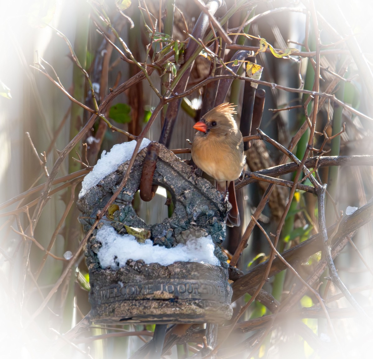 Northern Cardinal - ML647059036