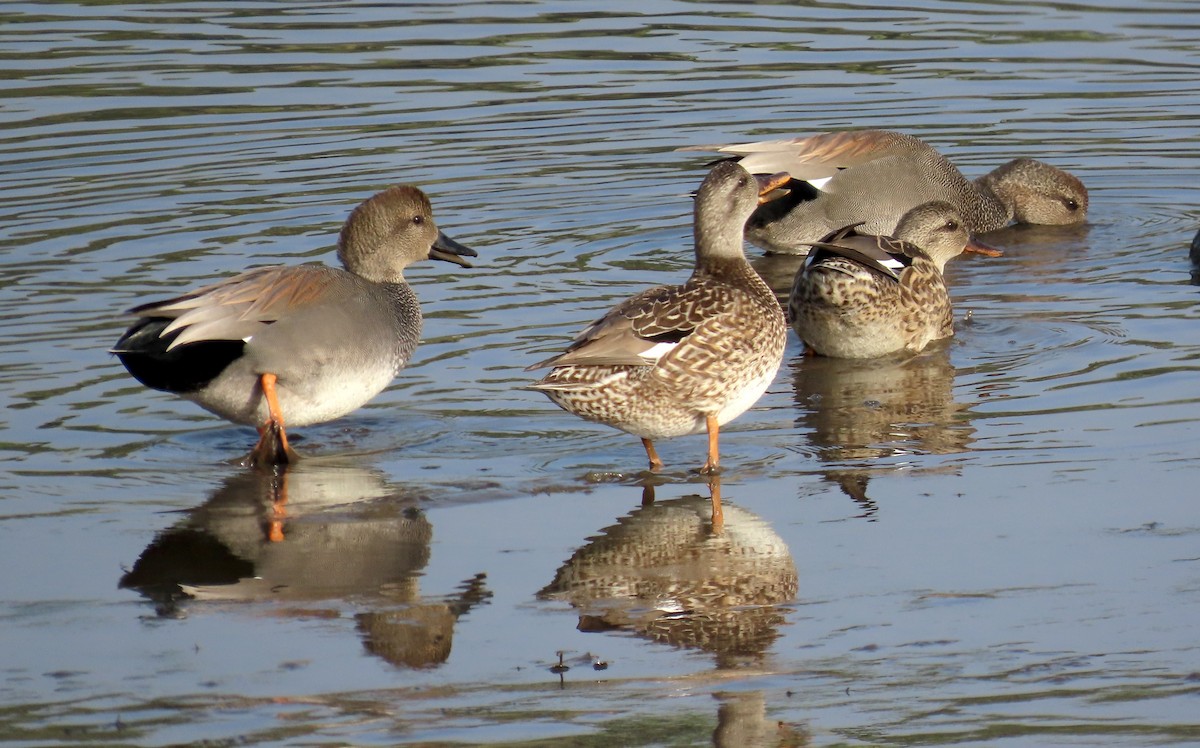 Нерозень - ML647059044