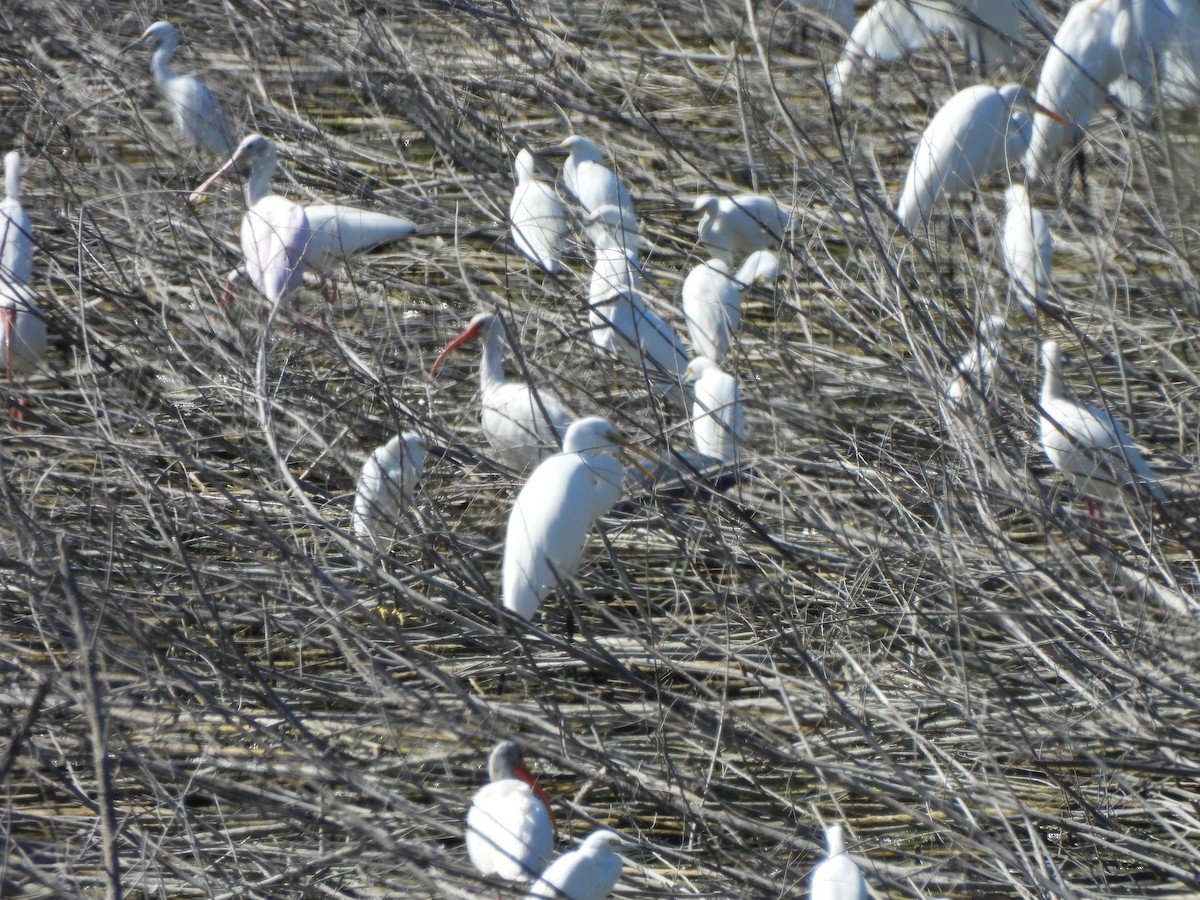 White Ibis - ML647059056
