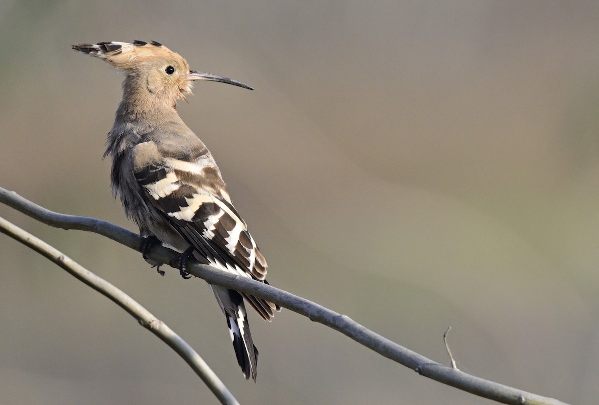 dudek chocholatý - ML647059061