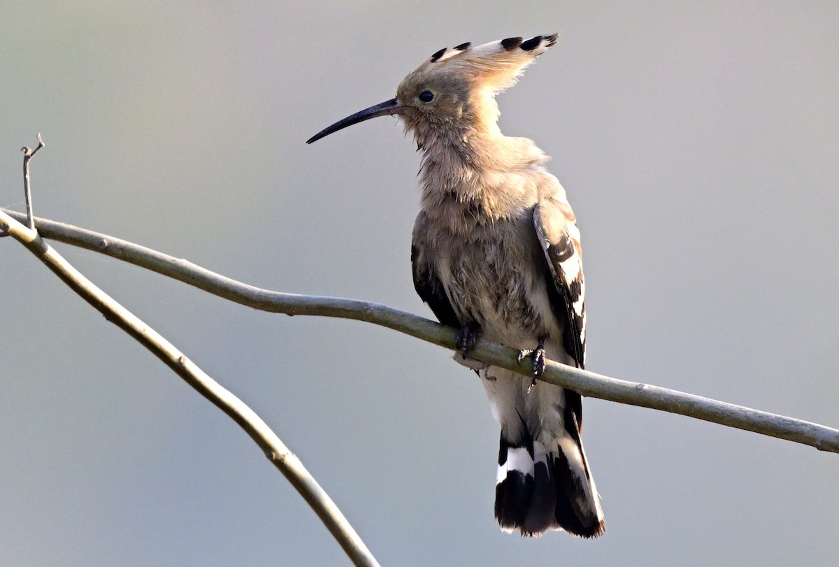 dudek chocholatý - ML647059063