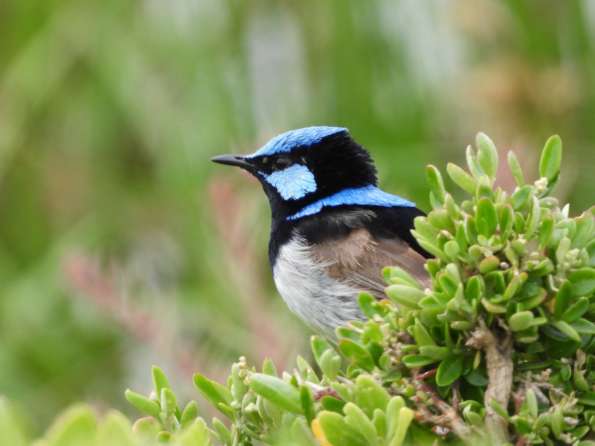 ルリオーストラリアムシクイ - ML647059067