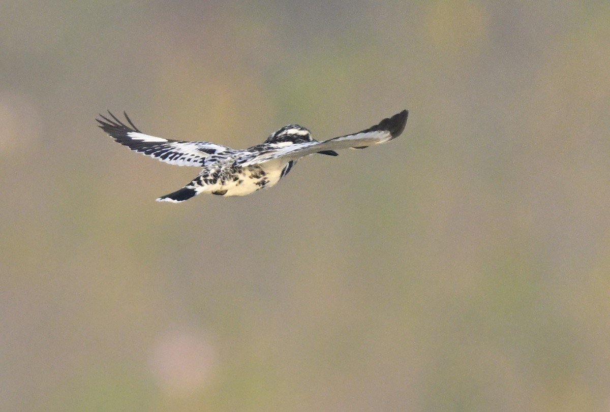 rybařík jižní - ML647059072