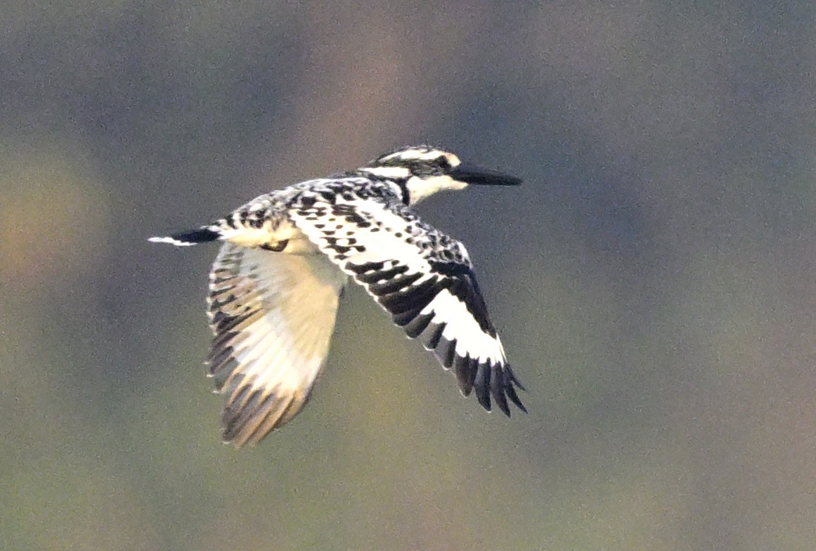 rybařík jižní - ML647059073