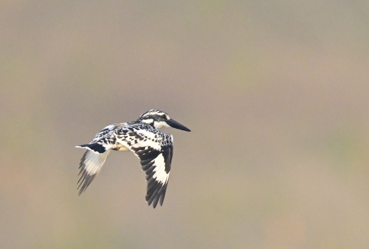 rybařík jižní - ML647059074