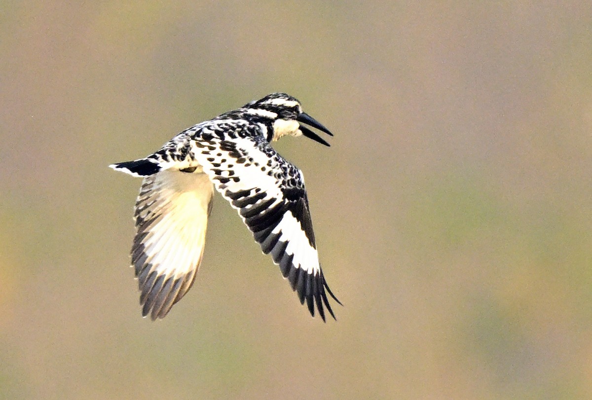 rybařík jižní - ML647059075