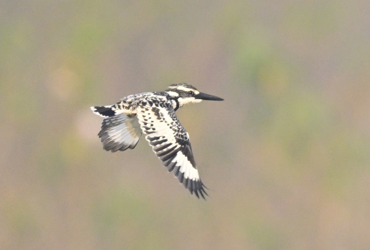 ヒメヤマセミ - ML647059076