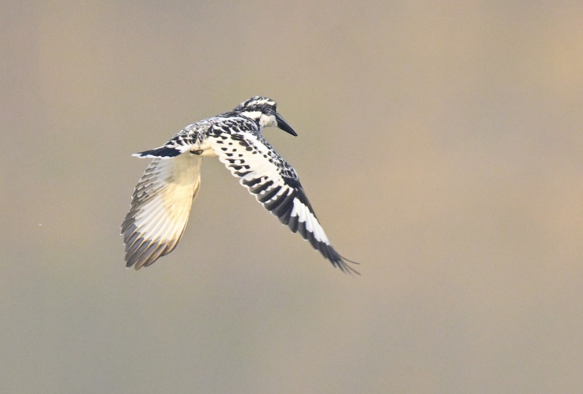 rybařík jižní - ML647059077