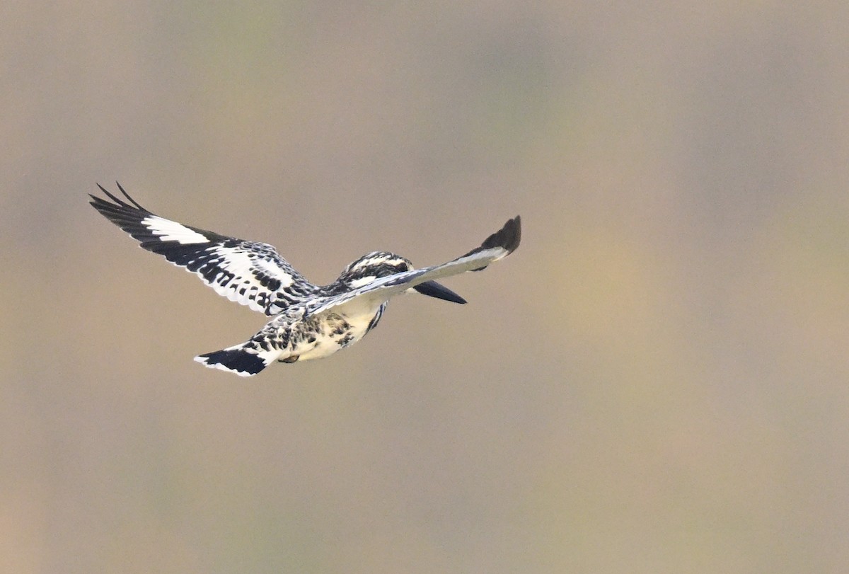 rybařík jižní - ML647059078