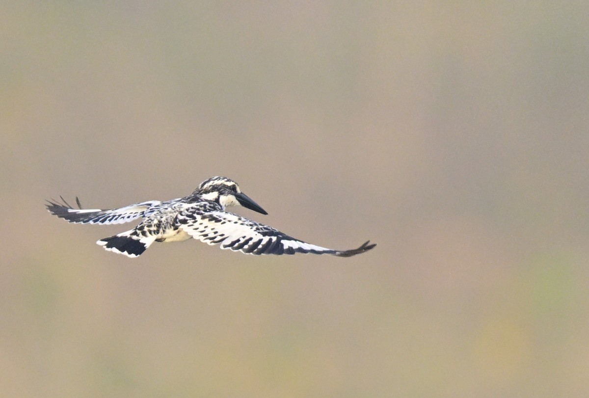 rybařík jižní - ML647059079