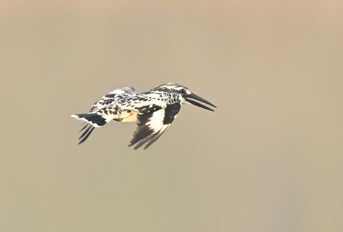 rybařík jižní - ML647059080