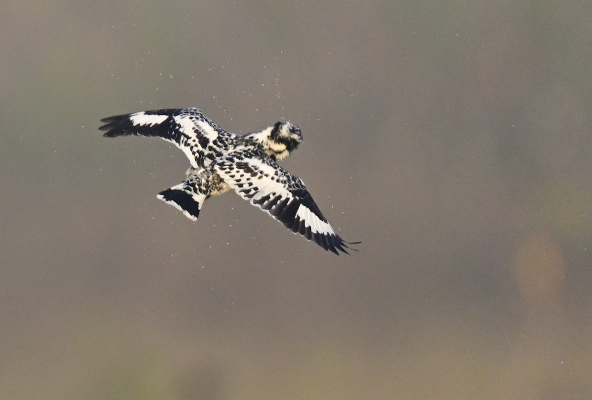 rybařík jižní - ML647059081