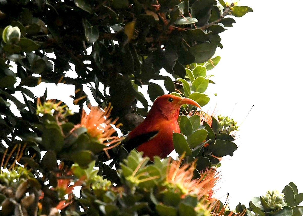 ベニハワイミツスイ - ML647059082