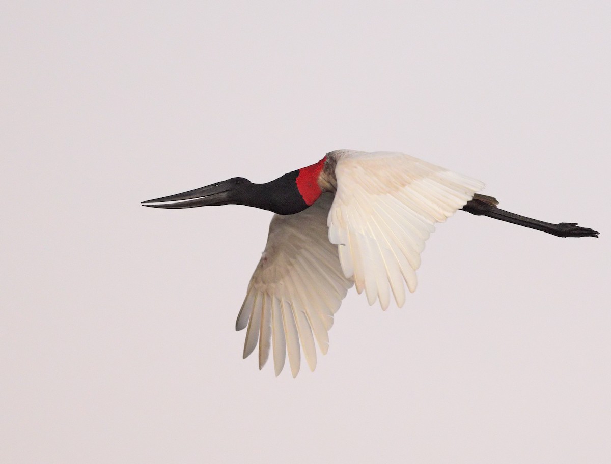 ズグロハゲコウ - ML647059083