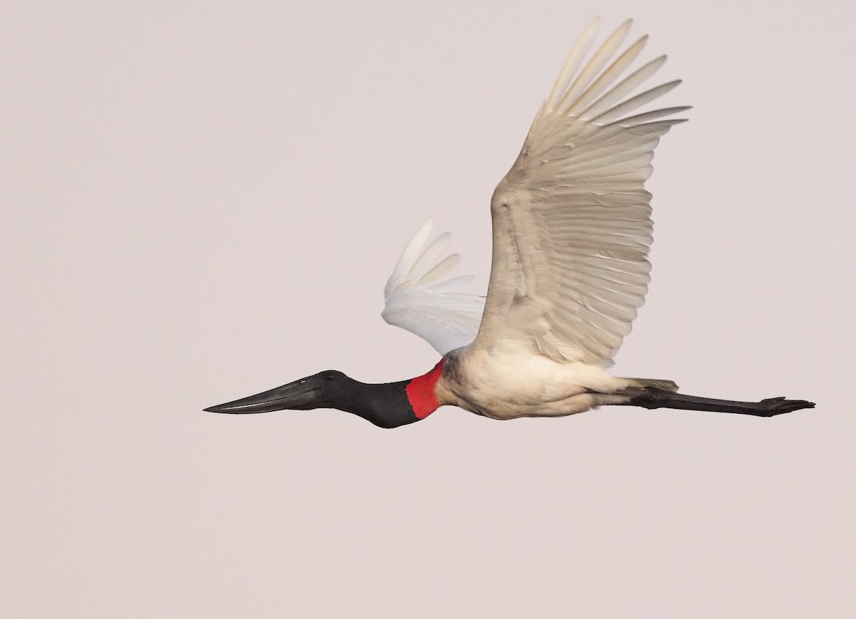 ズグロハゲコウ - ML647059084