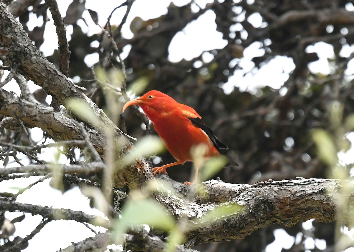 ベニハワイミツスイ - ML647059085