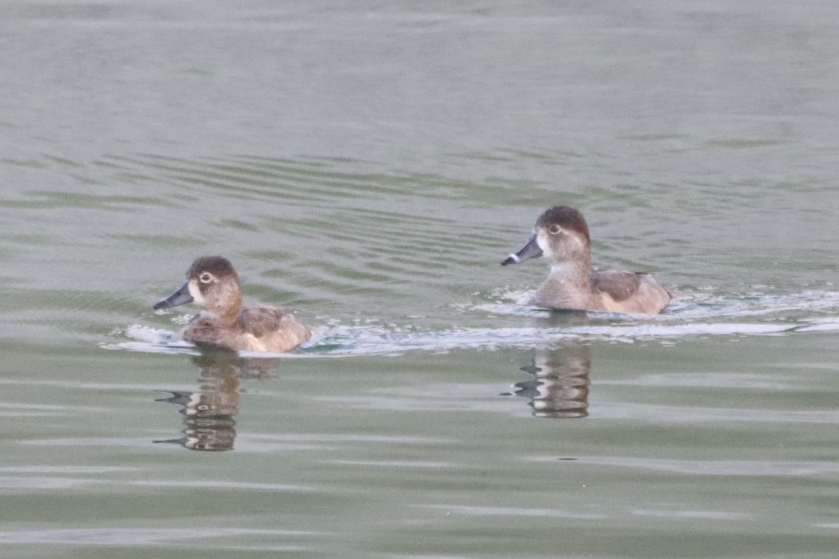 クビワキンクロ - ML647059086