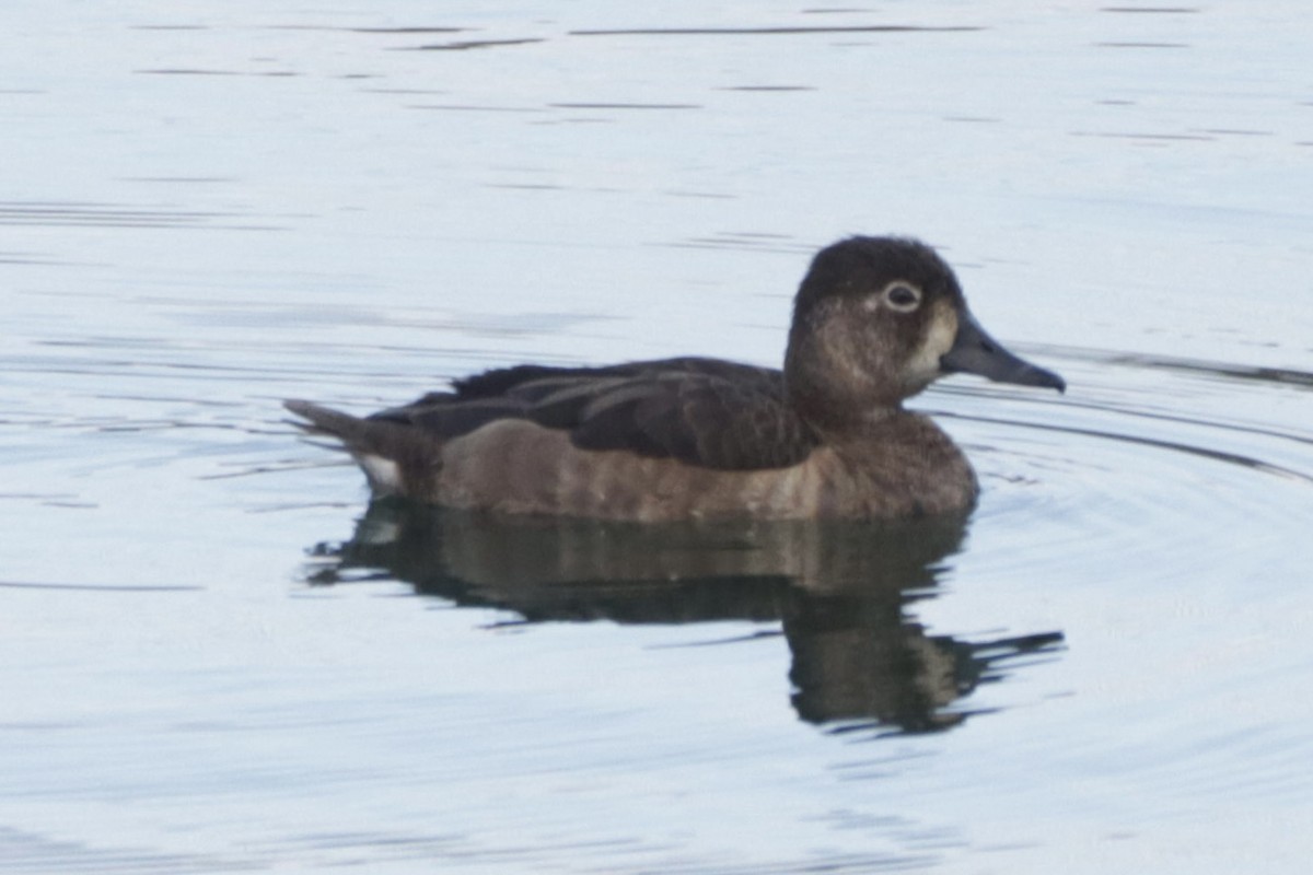 クビワキンクロ - ML647059087