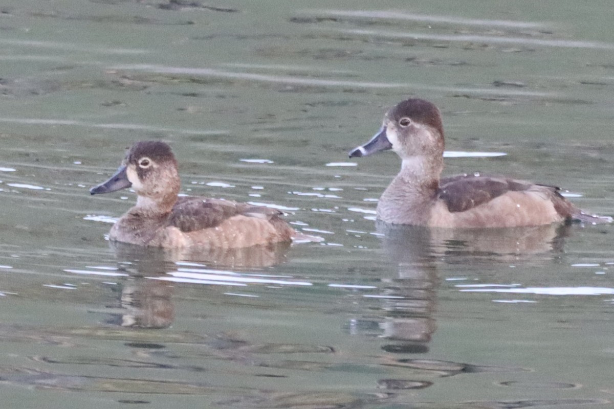 クビワキンクロ - ML647059088