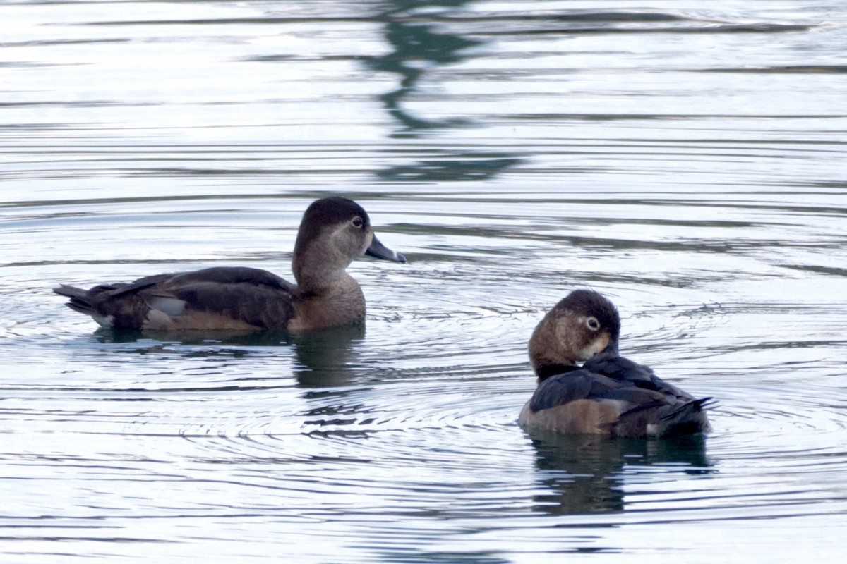 クビワキンクロ - ML647059089