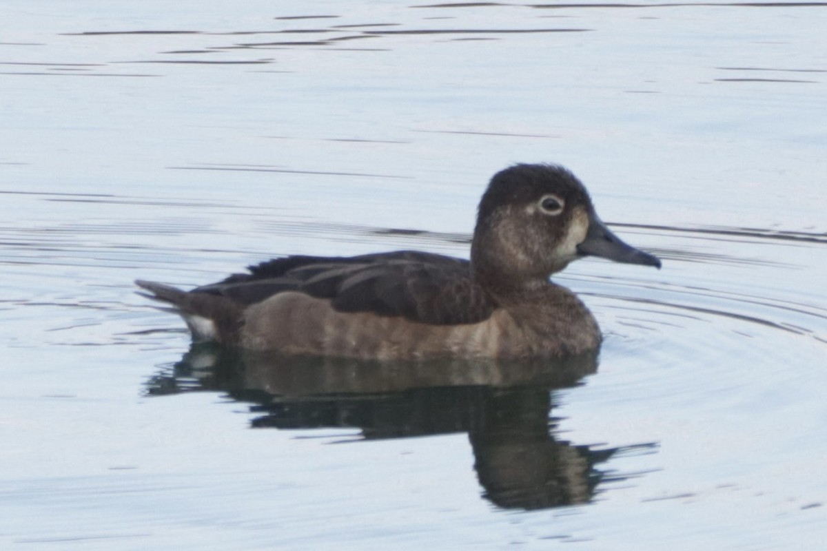 クビワキンクロ - ML647059090