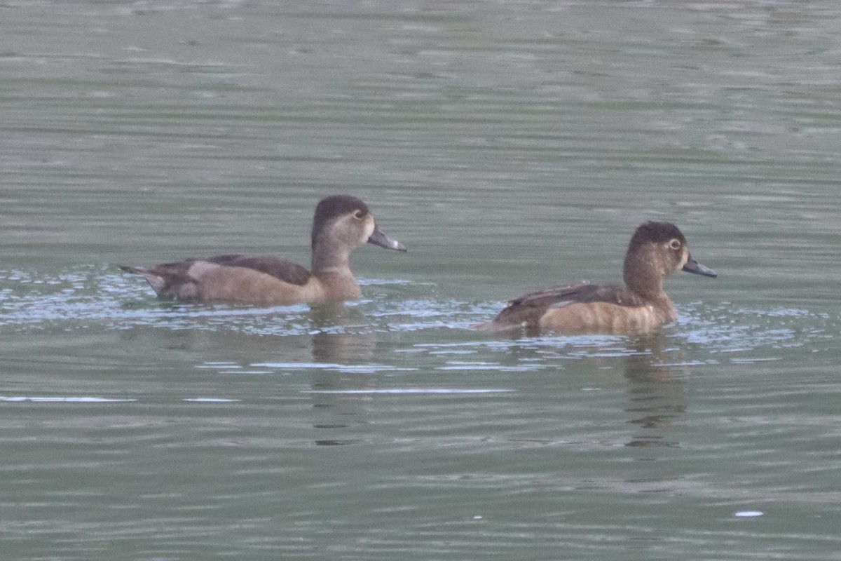 クビワキンクロ - ML647059091