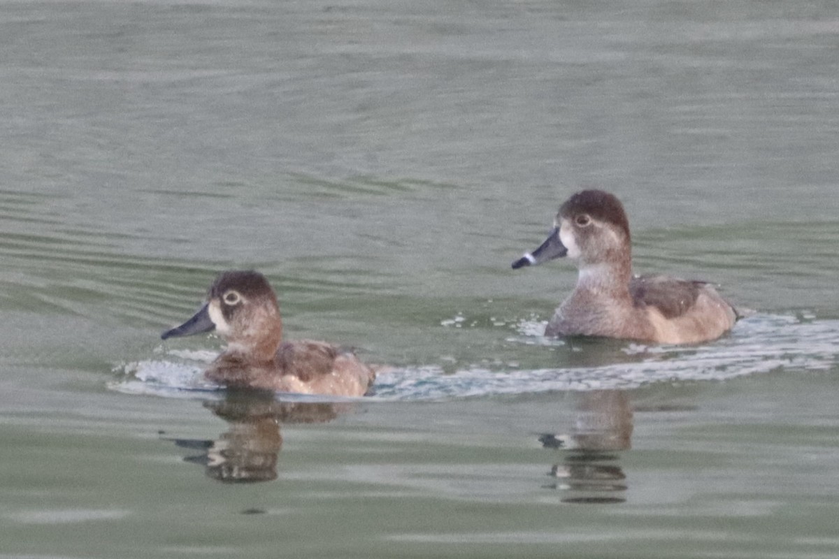 クビワキンクロ - ML647059092