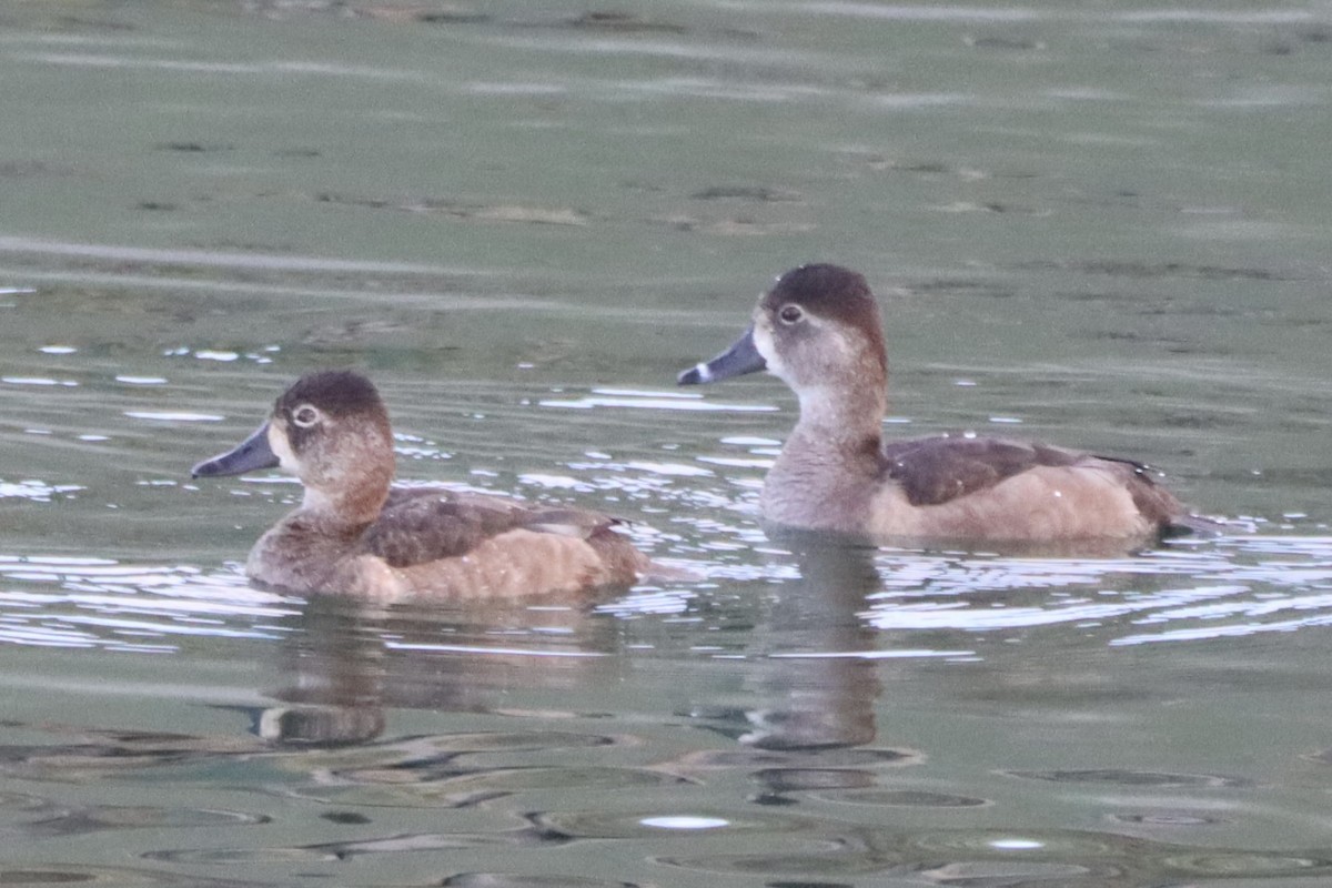 クビワキンクロ - ML647059093