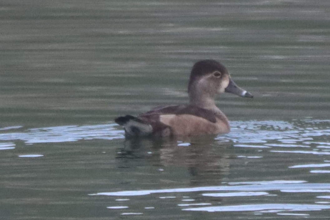 クビワキンクロ - ML647059094