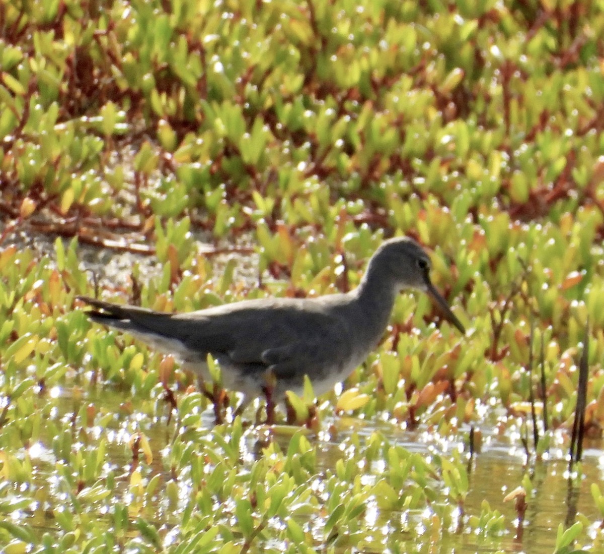 メリケンキアシシギ - ML647059097