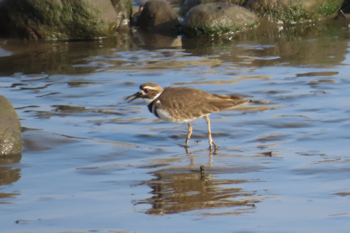 フタオビチドリ - ML647059099