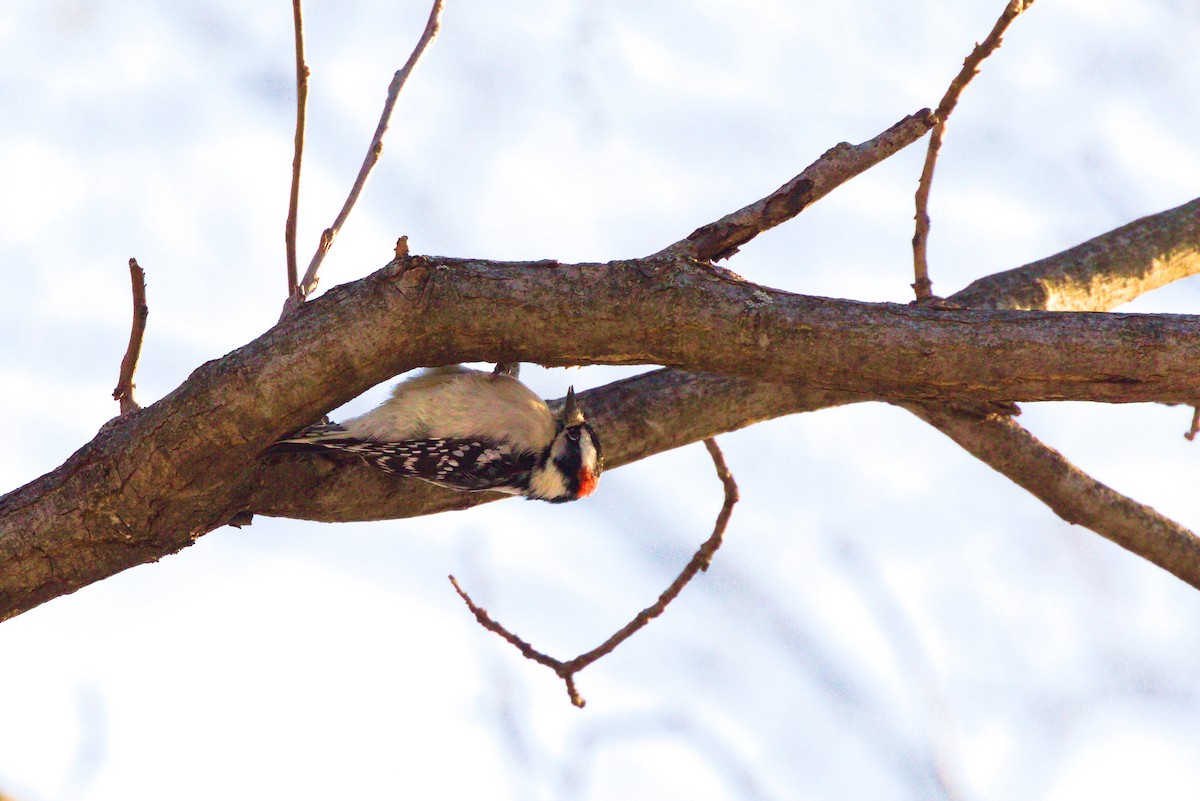 セジロコゲラ - ML647059100