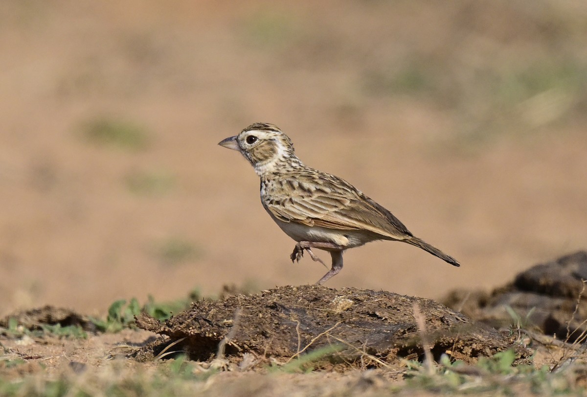 コチャバネヤブヒバリ - ML647059101