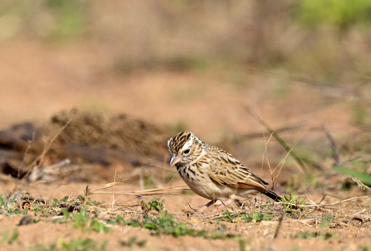 コチャバネヤブヒバリ - ML647059102