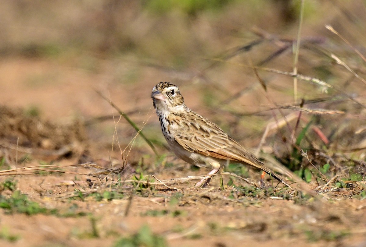 コチャバネヤブヒバリ - ML647059103